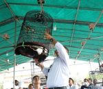 Pesta rakyat dihari kedua berlangsung meriah Bupati Lampung Selatan gantang burung berkicau